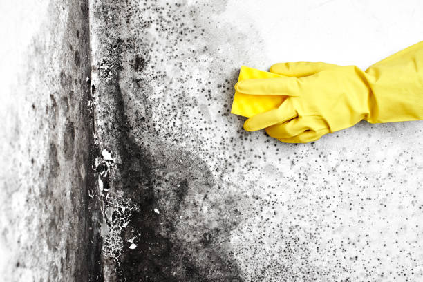 Best Basement Mold Removal  in Waldorf, MD